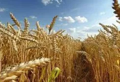 В Україні засіють рекордну площу ярої пшениці