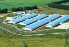 Юкрейн Шугар Компані розширить земельний банк і придбає цукрозаводи