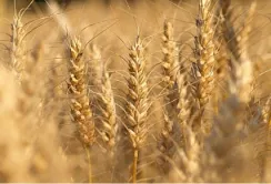 В Україні зросте виробництво кукурудзи і ячменю в 2017-2018 МР, - USDA