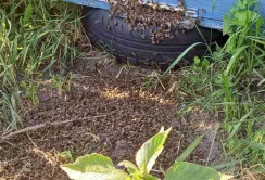 На Чернігівщині загинули бджоли