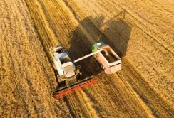 Аграрії закінчують жнива, проте з кукурудзою не поспішають