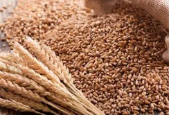 Закупівельні ціни на продовольчу та фуражну пшеницю знижуються