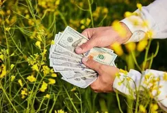 Закупівельні ціни на ріпак в Україні залишаються на високому рівні