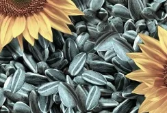 Через недостатні запаси переробники готові підвищувати закупівельні ціни на соняшник