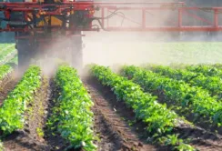 Турецька продукція — лідер з перевищення залишків пестицидів