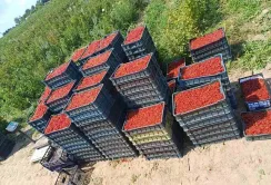Замість руїн та сміттєзвалища – ягідна плантація