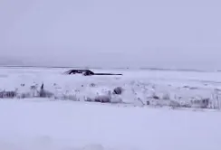 Заморозки на Херсонщині пошкодили сади, але сніг покращив ситуацію з посівами