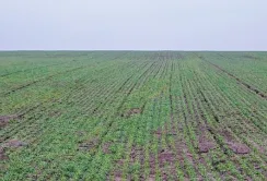 На Запоріжжі засіяли озимими 128 тис. гектарів