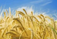 П'ять засновників агрокомпаній, які відігравали ключову роль в Україні, – NV