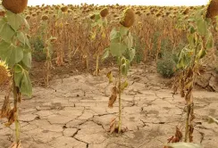 Інвестування в фермерів допоможе впоратися з посухою, - FAO