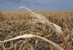 В Україні засуха охопила до 60% площ