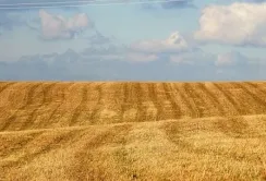 Відкриття ринку землі для юридичних осіб призвело до збільшення цінності сільгоспземель, – аналітики