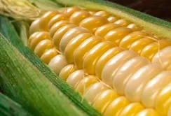 USDA прогнозує збільшення експорту пшениці та кукурудзи з України