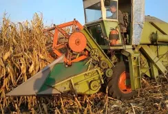 Через масовий збір кукурудзи закупівельні ціни знижуються