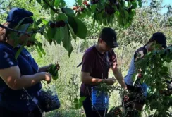 Жителі Кіровоградщини збирають ягоди для поранених військових