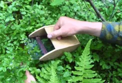 Збирачі чорниці поповнили місцеві бюджети на 2 млн грн