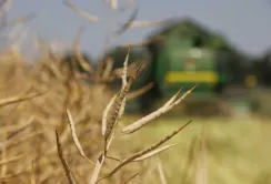 Аграрії почали збирати ріпак