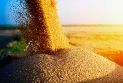 Agricom Group завершив збирання ярих культур