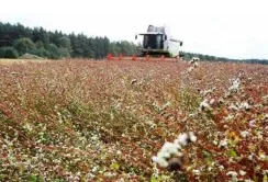 На Черкащині  розпочали збирати гречку