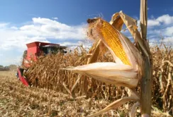 Кукурудзи на зерно зібрали лише на 20% площ