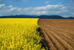 Нардепи лобіюють відкриття ринку землі через Конституційний суд