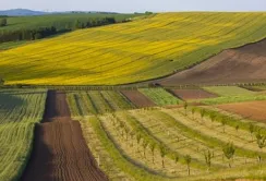 Земельним аукціонам три роки: скільки заробили організатори