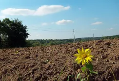 Внесені до ВРУ законопроекти про обіг сільгоспземель мають суттєві погалини