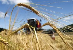 Урожаю зернових зберуть більше від очікуваного - аналітик