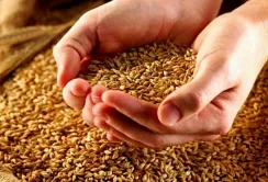 Чорноморський регіон зібрав на 18% більше зерна, ніж у 2015 році