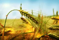 Агролайфхак: переваги ями, як підземного зерносховища