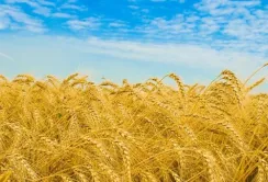 Болгарія не підтримує продовження заборони імпорту українського зерна