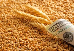Заява росії про вихід із зернової угоди спровокувала зростання цін на пшеницю