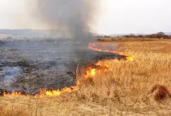 На Харківщині від російських обстрілів згоріло поле пшениці