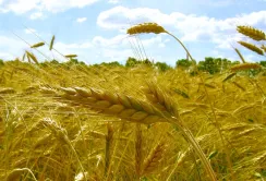 В Україні скорочується виробництво жита