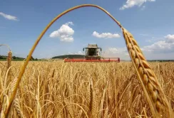 На Миколаївщині завершується збір врожаю