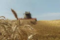 Аграрії Вінниччини намолотили перший мільйон тонн зерна