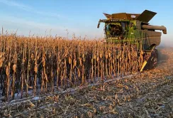 Жнива-2023 тривають: аграрії продовжують збирати кукурудзу