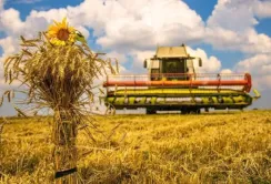 Жнива на Кіровоградщині завершені, але зерно продавати не поспішають