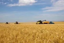 В Україні вже намолотили понад 22 млн тонн пшениці