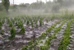 Зливи в Молдові знищили сотні гектарів насаджень