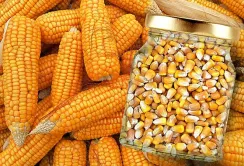 Аграрії очікують подальшого зростання закупівельних цін на кукурудзу