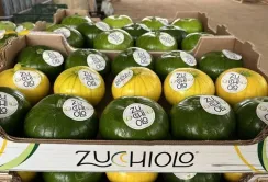 Zucchiolo: новий тепличний овоч для європейського ринку