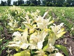 Вплив ваточника сирійського  на продуктивність кукурудзи