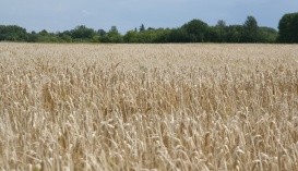 болезни озимой пшеницы