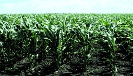 Зер­но­ва про­дук­тивність ку­ку­руд­зи за­ли­шається до­сить низь­кою, тому що її посіви засмічені та ма­ють ви­со­ку по­тенційну за­бур’яненість