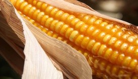 Влажность кукурузы во время сбора