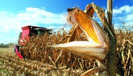 Кукуруза. Технология выращивания