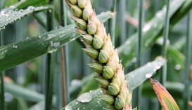 Підживлення посівів озимини азотним добривом КАС, порівняно з аміачною селітрою, сприяло формуванню більшої кількості продуктивних пагонів у рослин на одиницю площі