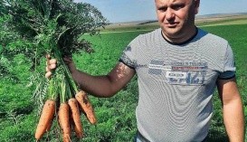 Михайло Кузь (морква — гібрид Кордоба F1)