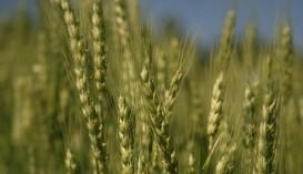 посіви ярової пшениці